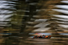 GP BAHRAIN, Oscar Piastri (AUS) McLaren MCL39.

12.04.2025. Formula 1 World Championship, Rd 4, Bahrain Grand Prix, Sakhir, Bahrain, Qualifiche Day.

- www.xpbimages.com, EMail: requests@xpbimages.com © Copyright: Charniaux / XPB Images
