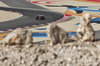 GP BAHRAIN, Lewis Hamilton (GBR) Ferrari SF-25.

12.04.2025. Formula 1 World Championship, Rd 4, Bahrain Grand Prix, Sakhir, Bahrain, Qualifiche Day.

- www.xpbimages.com, EMail: requests@xpbimages.com © Copyright: Moy / XPB Images