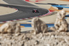 GP BAHRAIN, Charles Leclerc (MON) Ferrari SF-25.

12.04.2025. Formula 1 World Championship, Rd 4, Bahrain Grand Prix, Sakhir, Bahrain, Qualifiche Day.

- www.xpbimages.com, EMail: requests@xpbimages.com © Copyright: Moy / XPB Images