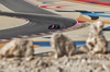 GP BAHRAIN, Jack Doohan (AUS) Alpine F1 Team A525.

12.04.2025. Formula 1 World Championship, Rd 4, Bahrain Grand Prix, Sakhir, Bahrain, Qualifiche Day.

- www.xpbimages.com, EMail: requests@xpbimages.com © Copyright: Moy / XPB Images
