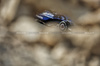 GP BAHRAIN, Alexander Albon (THA) Atlassian Williams Racing FW47.

12.04.2025. Formula 1 World Championship, Rd 4, Bahrain Grand Prix, Sakhir, Bahrain, Qualifiche Day.

- www.xpbimages.com, EMail: requests@xpbimages.com © Copyright: Bearne / XPB Images