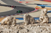GP BAHRAIN, Gabriel Bortoleto (BRA) Sauber C45.

12.04.2025. Formula 1 World Championship, Rd 4, Bahrain Grand Prix, Sakhir, Bahrain, Qualifiche Day.

- www.xpbimages.com, EMail: requests@xpbimages.com © Copyright: Moy / XPB Images