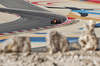 GP BAHRAIN, Lando Norris (GBR) McLaren MCL39.

12.04.2025. Formula 1 World Championship, Rd 4, Bahrain Grand Prix, Sakhir, Bahrain, Qualifiche Day.

- www.xpbimages.com, EMail: requests@xpbimages.com © Copyright: Moy / XPB Images
