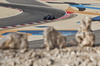 GP BAHRAIN, Carlos Sainz (ESP) Atlassian Williams Racing FW46.

12.04.2025. Formula 1 World Championship, Rd 4, Bahrain Grand Prix, Sakhir, Bahrain, Qualifiche Day.

- www.xpbimages.com, EMail: requests@xpbimages.com © Copyright: Moy / XPB Images