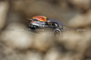 GP BAHRAIN, Yuki Tsunoda (JPN) Red Bull Racing RB21.

12.04.2025. Formula 1 World Championship, Rd 4, Bahrain Grand Prix, Sakhir, Bahrain, Qualifiche Day.

- www.xpbimages.com, EMail: requests@xpbimages.com © Copyright: Bearne / XPB Images