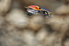 GP BAHRAIN, Max Verstappen (NLD) Red Bull Racing RB21.

12.04.2025. Formula 1 World Championship, Rd 4, Bahrain Grand Prix, Sakhir, Bahrain, Qualifiche Day.

- www.xpbimages.com, EMail: requests@xpbimages.com © Copyright: Bearne / XPB Images