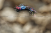 GP BAHRAIN, Pierre Gasly (FRA) Alpine F1 Team A525.

12.04.2025. Formula 1 World Championship, Rd 4, Bahrain Grand Prix, Sakhir, Bahrain, Qualifiche Day.

- www.xpbimages.com, EMail: requests@xpbimages.com © Copyright: Bearne / XPB Images