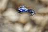 GP BAHRAIN, Carlos Sainz (ESP) Atlassian Williams Racing FW46.

12.04.2025. Formula 1 World Championship, Rd 4, Bahrain Grand Prix, Sakhir, Bahrain, Qualifiche Day.

- www.xpbimages.com, EMail: requests@xpbimages.com © Copyright: Bearne / XPB Images