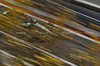 GP BAHRAIN, Frederik Vesti (DEN) Mercedes AMG F1 W16 Reserve Driver.

11.04.2025. Formula 1 World Championship, Rd 4, Bahrain Grand Prix, Sakhir, Bahrain, Practice Day

- www.xpbimages.com, EMail: requests@xpbimages.com © Copyright: Charniaux / XPB Images