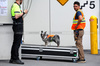 GP CANADA, Paddock Atmosfera - a hi-visa wearing dog.

12.06.2025. Formula 1 World Championship, Rd 10, Canadian Grand Prix, Montreal, Canada, Preparation Day.

 - www.xpbimages.com, EMail: requests@xpbimages.com © Copyright: Rew / XPB Images