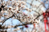 GP GIAPPONE, Circuit Atmosfera - blossom.

05.04.2025. Formula 1 World Championship, Rd 3, Japanese Grand Prix, Suzuka, Japan, Qualifiche Day.

- www.xpbimages.com, EMail: requests@xpbimages.com © Copyright: Moy / XPB Images
