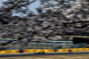 GP GIAPPONE, Gabriel Bortoleto (BRA) Sauber C45.

04.04.2025. Formula 1 World Championship, Rd 3, Japanese Grand Prix, Suzuka, Japan, Practice Day.

- www.xpbimages.com, EMail: requests@xpbimages.com © Copyright: Charniaux / XPB Images