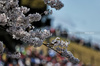 GP GIAPPONE, Circuit Atmosfera - blossom.

04.04.2025. Formula 1 World Championship, Rd 3, Japanese Grand Prix, Suzuka, Japan, Practice Day.

- www.xpbimages.com, EMail: requests@xpbimages.com © Copyright: Charniaux / XPB Images