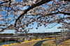 GP GIAPPONE, Gabriel Bortoleto (BRA) Sauber C45.

04.04.2025. Formula 1 World Championship, Rd 3, Japanese Grand Prix, Suzuka, Japan, Practice Day.

- www.xpbimages.com, EMail: requests@xpbimages.com © Copyright: Charniaux / XPB Images