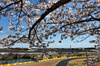 GP GIAPPONE, Oscar Piastri (AUS) McLaren MCL39.

04.04.2025. Formula 1 World Championship, Rd 3, Japanese Grand Prix, Suzuka, Japan, Practice Day.

- www.xpbimages.com, EMail: requests@xpbimages.com © Copyright: Charniaux / XPB Images