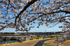 GP GIAPPONE, Yuki Tsunoda (JPN) Red Bull Racing RB21.

04.04.2025. Formula 1 World Championship, Rd 3, Japanese Grand Prix, Suzuka, Japan, Practice Day.

- www.xpbimages.com, EMail: requests@xpbimages.com © Copyright: Charniaux / XPB Images