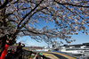 GP GIAPPONE, Gabriel Bortoleto (BRA) Sauber C45.

04.04.2025. Formula 1 World Championship, Rd 3, Japanese Grand Prix, Suzuka, Japan, Practice Day.

- www.xpbimages.com, EMail: requests@xpbimages.com © Copyright: Charniaux / XPB Images
