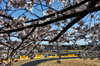 GP GIAPPONE, Oscar Piastri (AUS) McLaren MCL39.

04.04.2025. Formula 1 World Championship, Rd 3, Japanese Grand Prix, Suzuka, Japan, Practice Day.

- www.xpbimages.com, EMail: requests@xpbimages.com © Copyright: Charniaux / XPB Images
