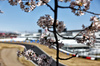 GP GIAPPONE, Circuit Atmosfera - blossom.

04.04.2025. Formula 1 World Championship, Rd 3, Japanese Grand Prix, Suzuka, Japan, Practice Day.

- www.xpbimages.com, EMail: requests@xpbimages.com © Copyright: Charniaux / XPB Images