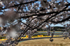 GP GIAPPONE, Charles Leclerc (MON) Ferrari SF-25.

04.04.2025. Formula 1 World Championship, Rd 3, Japanese Grand Prix, Suzuka, Japan, Practice Day.

- www.xpbimages.com, EMail: requests@xpbimages.com © Copyright: Charniaux / XPB Images