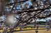 GP GIAPPONE, Andrea Kimi Antonelli (ITA) Mercedes AMG F1 W16.

04.04.2025. Formula 1 World Championship, Rd 3, Japanese Grand Prix, Suzuka, Japan, Practice Day.

- www.xpbimages.com, EMail: requests@xpbimages.com © Copyright: Charniaux / XPB Images