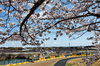 GP GIAPPONE, Oliver Bearman (GBR) Haas VF-25.

04.04.2025. Formula 1 World Championship, Rd 3, Japanese Grand Prix, Suzuka, Japan, Practice Day.

- www.xpbimages.com, EMail: requests@xpbimages.com © Copyright: Charniaux / XPB Images