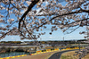 GP GIAPPONE, Oscar Piastri (AUS) McLaren MCL39.

04.04.2025. Formula 1 World Championship, Rd 3, Japanese Grand Prix, Suzuka, Japan, Practice Day.

- www.xpbimages.com, EMail: requests@xpbimages.com © Copyright: Charniaux / XPB Images