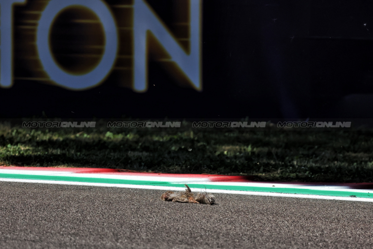 GP IMOLA, A dead bird on the circuit.

16.05.2025. Formula 1 World Championship, Rd 7, Emilia Romagna Grand Prix, Imola, Italy, Practice Day.

- www.xpbimages.com, EMail: requests@xpbimages.com © Copyright: Bearne / XPB Images