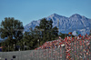 GP ITALIA, Circuit Atmosfera - fans in the grandstand.

05.09.2025. Formula 1 World Championship, Rd 16, Italian Grand Prix, Monza, Italy, Practice Day.

 - www.xpbimages.com, EMail: requests@xpbimages.com © Copyright: Rew / XPB Images