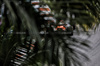 GP MIAMI, Oscar Piastri (AUS) McLaren MCL39.

03.05.2025. Formula 1 World Championship, Rd 6, Miami Grand Prix, Miami, Florida, USA, Sprint e Qualifiche Day.

- www.xpbimages.com, EMail: requests@xpbimages.com © Copyright: Moy / XPB Images