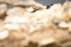 TEST BAHRAIN, Yuki Tsunoda (JPN) Racing Bulls VCARB 02.

26.02.2025. Formula 1 Testing, Sakhir, Bahrain, Day One.

- www.xpbimages.com, EMail: requests@xpbimages.com © Copyright: Bearne / XPB Images