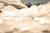 TEST BAHRAIN, Liam Lawson (NZL) Red Bull Racing RB21.

26.02.2025. Formula 1 Testing, Sakhir, Bahrain, Day One.

- www.xpbimages.com, EMail: requests@xpbimages.com © Copyright: Bearne / XPB Images