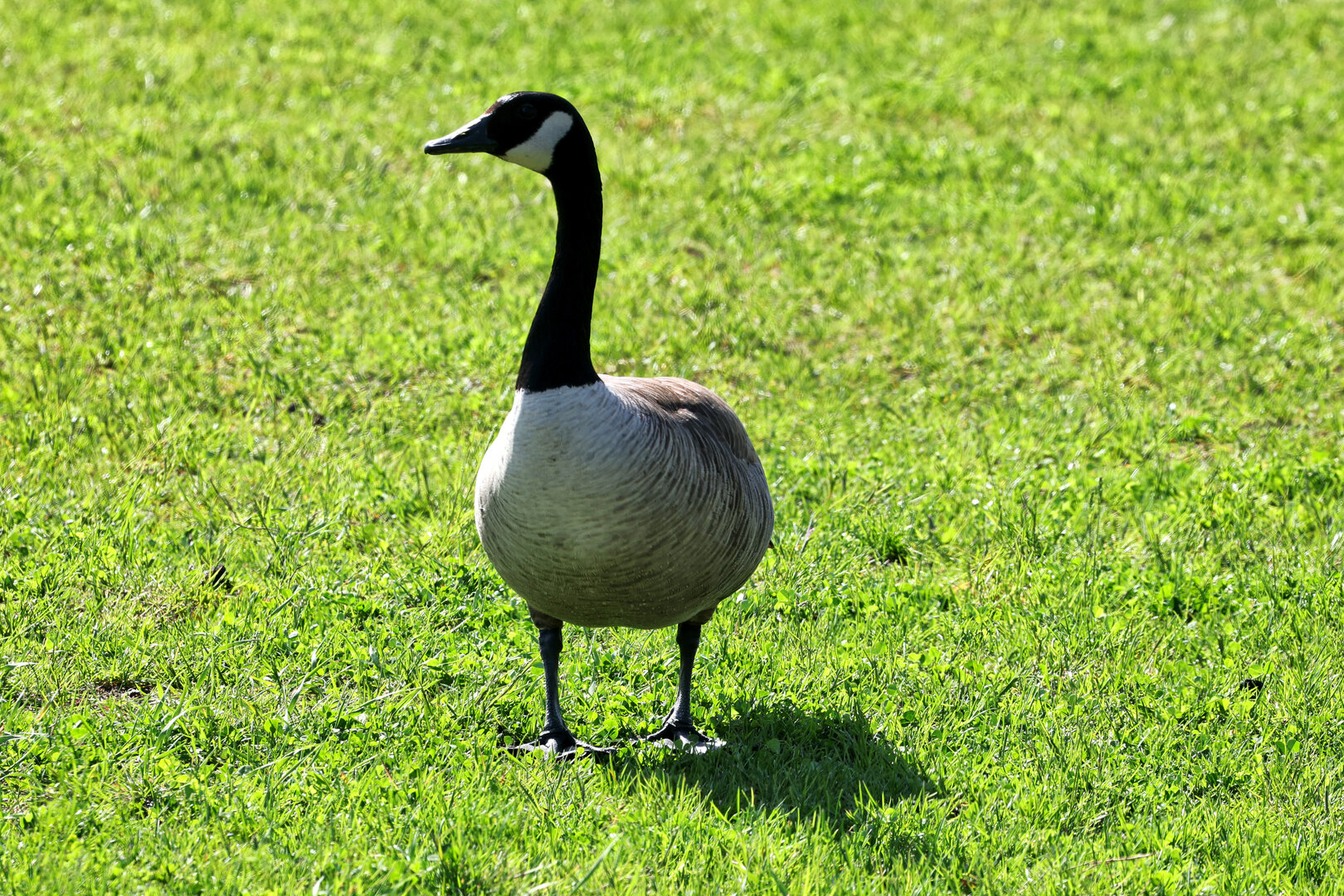 GP CANADA, Circuit Atmosfera - a goose.
21.05.2026. Formula 1 World Championship, Rd 5, Canadian Grand Prix, Montreal, Canada, Preparation Day.
- www.xpbimages.com, EMail: requests@xpbimages.com © Copyright: Moy / XPB Images