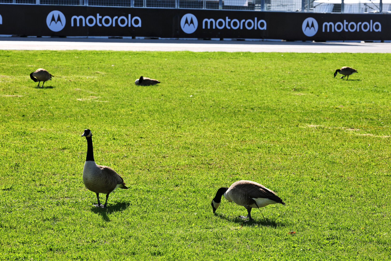 GP CANADA, Circuit Atmosfera - geese.
21.05.2026. Formula 1 World Championship, Rd 5, Canadian Grand Prix, Montreal, Canada, Preparation Day.
- www.xpbimages.com, EMail: requests@xpbimages.com © Copyright: Moy / XPB Images