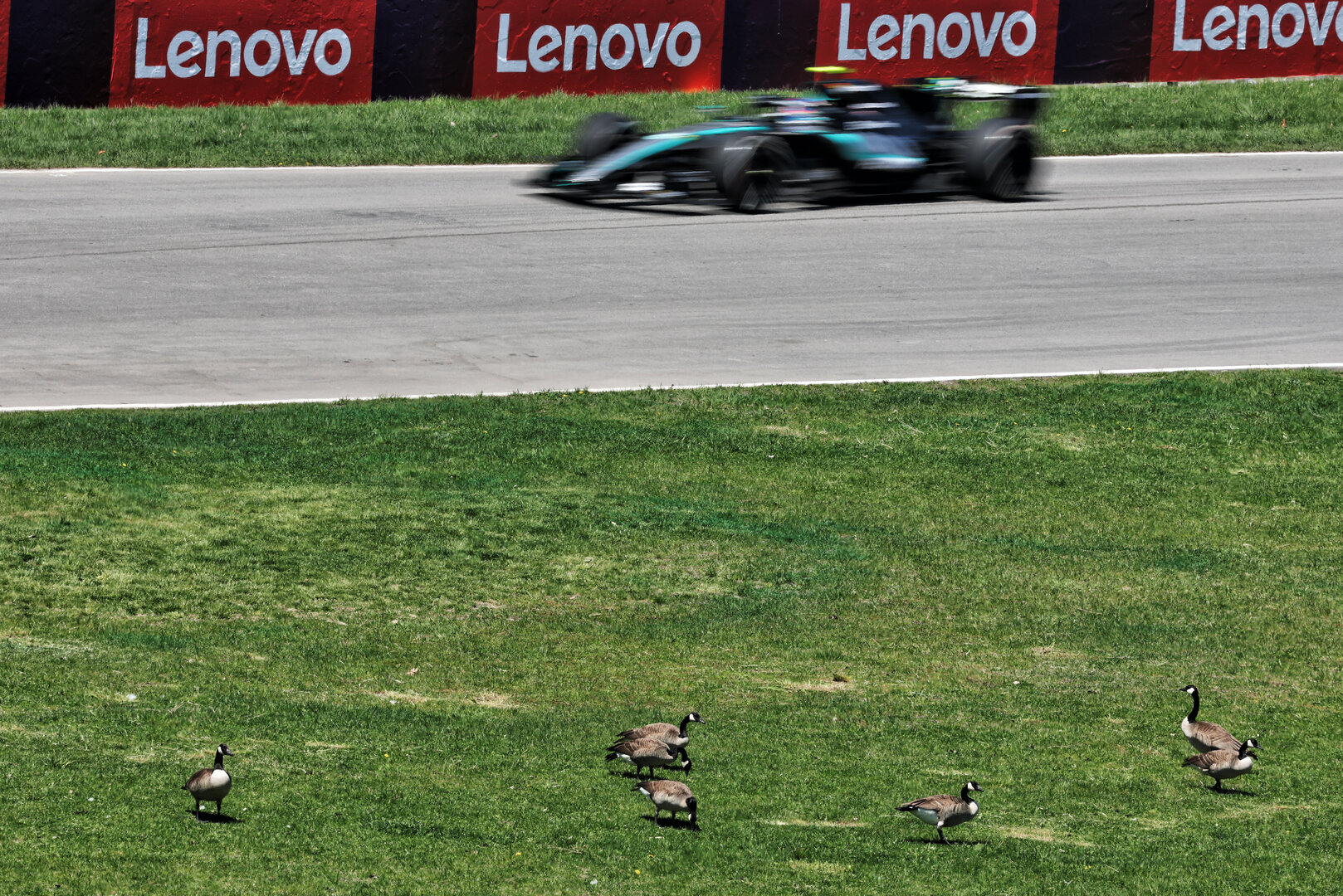 GP CANADA, Andrea Kimi Antonelli (ITA) Mercedes AMG Formula One Team W17 passes geese trackside.
22.05.2026. Formula 1 World Championship, Rd 5, Canadian Grand Prix, Montreal, Canada, Sprint Qualifiche Day.
- www.xpbimages.com, EMail: requests@xpbimages.com © Copyright: Moy / XPB Images