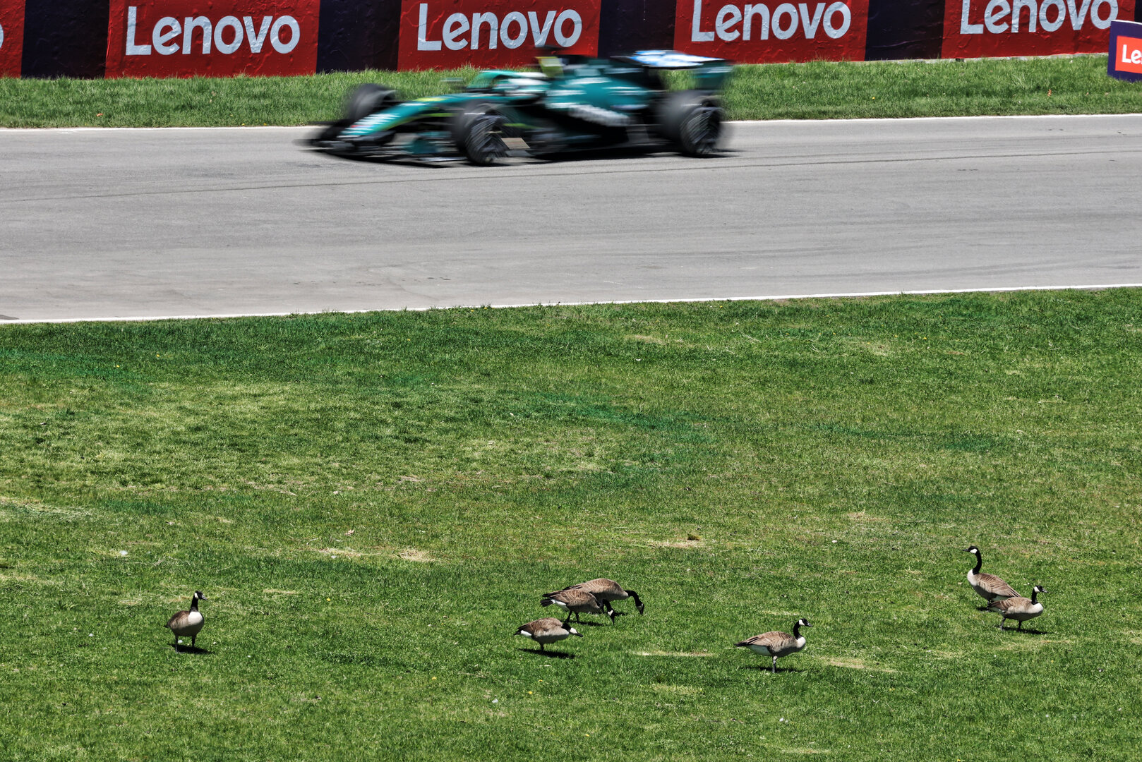 GP CANADA, Lance Stroll (CDN) Aston Martin F1 Team AMR26 passes geese trackside.
22.05.2026. Formula 1 World Championship, Rd 5, Canadian Grand Prix, Montreal, Canada, Sprint Qualifiche Day.
- www.xpbimages.com, EMail: requests@xpbimages.com © Copyright: Moy / XPB Images