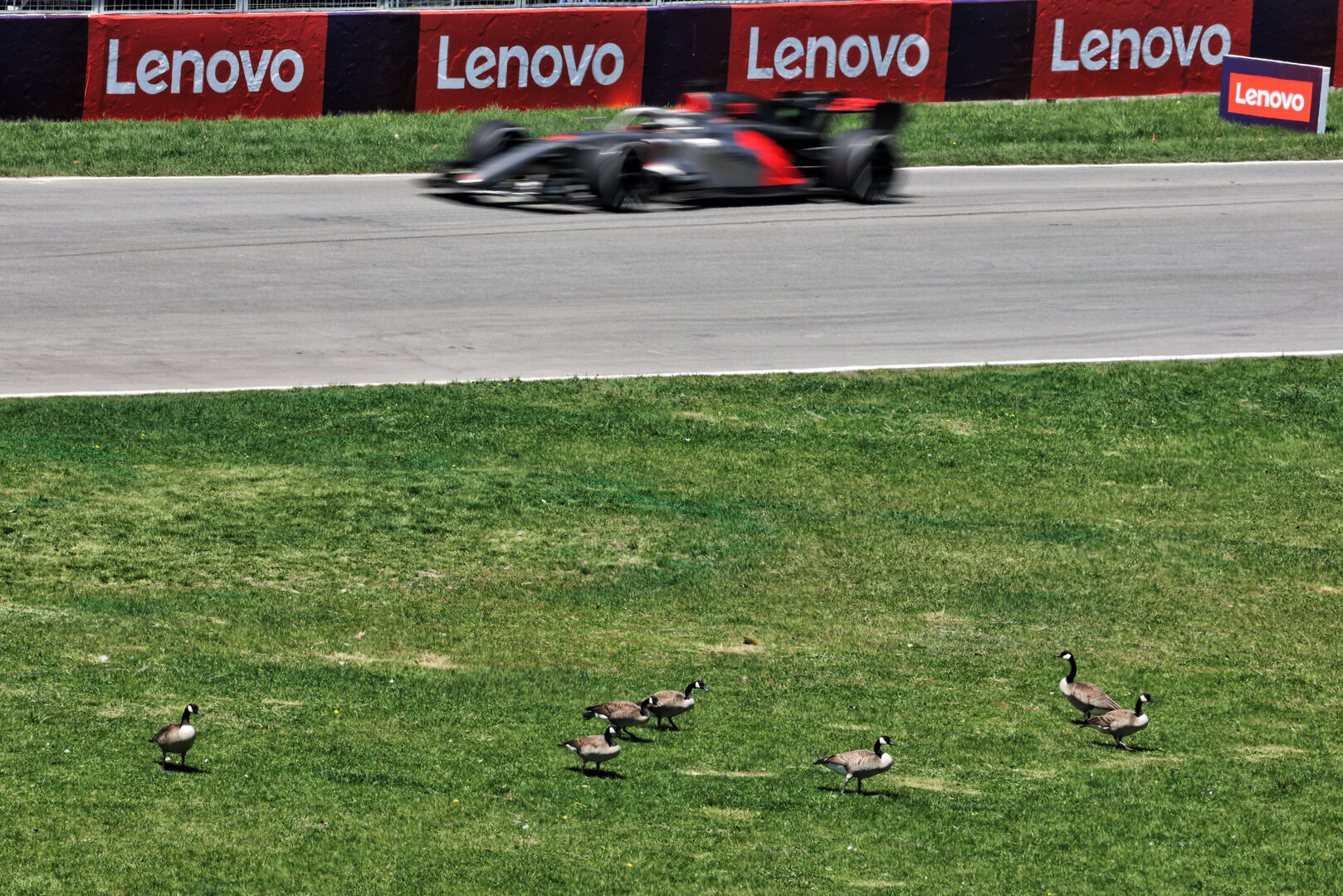 GP CANADA, Nico Hulkenberg (GER) Audi F1 Team R26 passes geese trackside.
22.05.2026. Formula 1 World Championship, Rd 5, Canadian Grand Prix, Montreal, Canada, Sprint Qualifiche Day.
- www.xpbimages.com, EMail: requests@xpbimages.com © Copyright: Moy / XPB Images