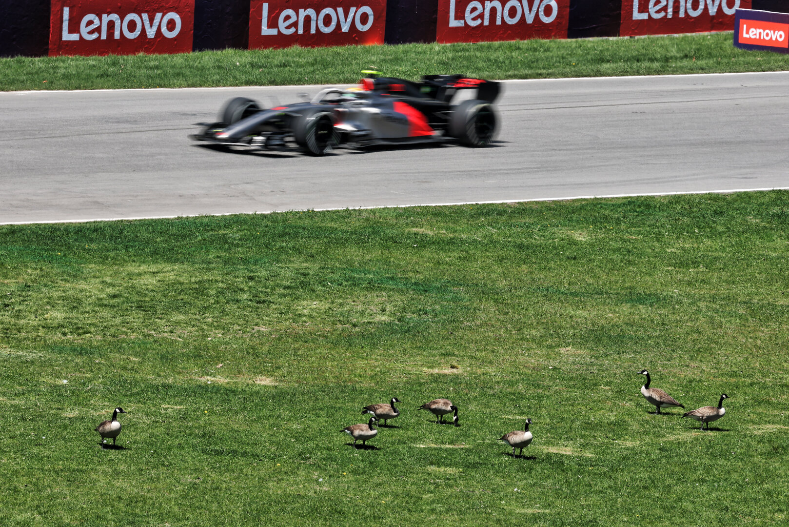 GP CANADA, Gabriel Bortoleto (BRA) Audi F1 Team R26 passes geese trackside.
22.05.2026. Formula 1 World Championship, Rd 5, Canadian Grand Prix, Montreal, Canada, Sprint Qualifiche Day.
- www.xpbimages.com, EMail: requests@xpbimages.com © Copyright: Moy / XPB Images