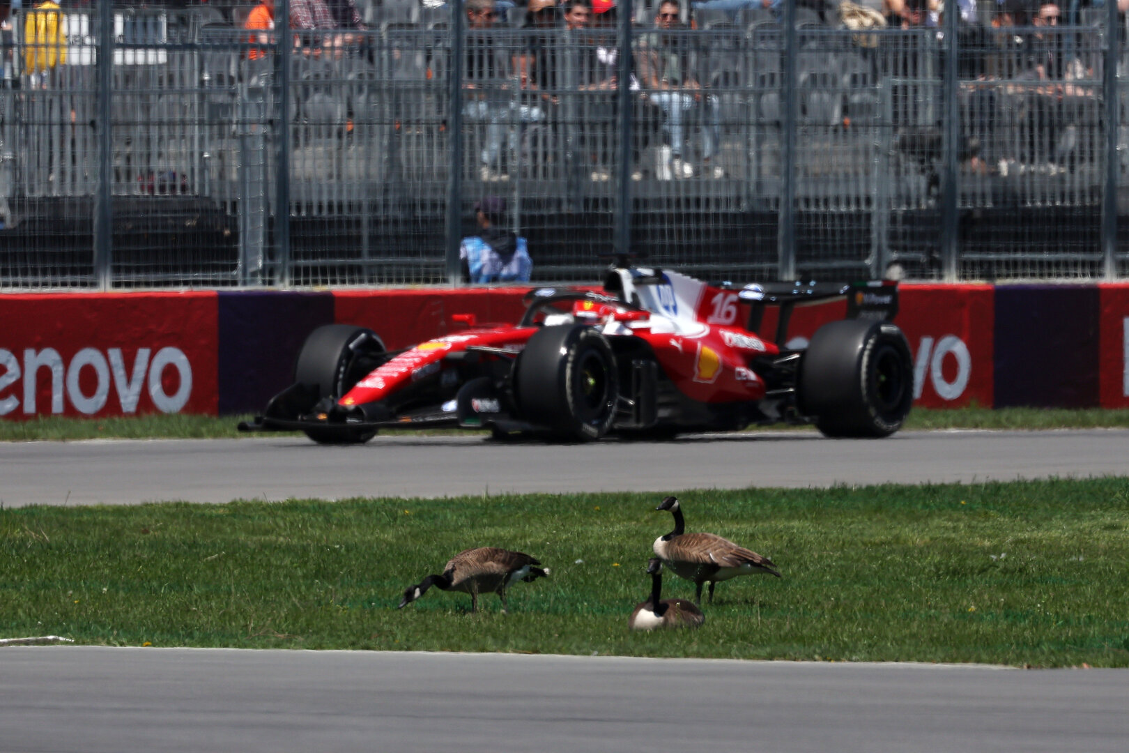 GP CANADA, Charles Leclerc (MON) Ferrari SF-26 passes trackside geese.
22.05.2026. Formula 1 World Championship, Rd 5, Canadian Grand Prix, Montreal, Canada, Sprint Qualifiche Day.
- www.xpbimages.com, EMail: requests@xpbimages.com © Copyright: Dunbar / XPB Images