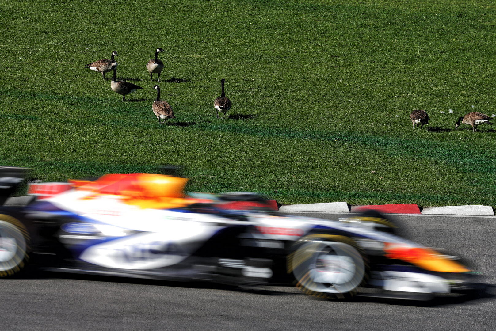GP CANADA, Arvid Lindblad (GBR) Racing Bulls Formula One Team VCARB 03 passes geese trackside.
22.05.2026. Formula 1 World Championship, Rd 5, Canadian Grand Prix, Montreal, Canada, Sprint Qualifiche Day.
- www.xpbimages.com, EMail: requests@xpbimages.com © Copyright: Moy / XPB Images