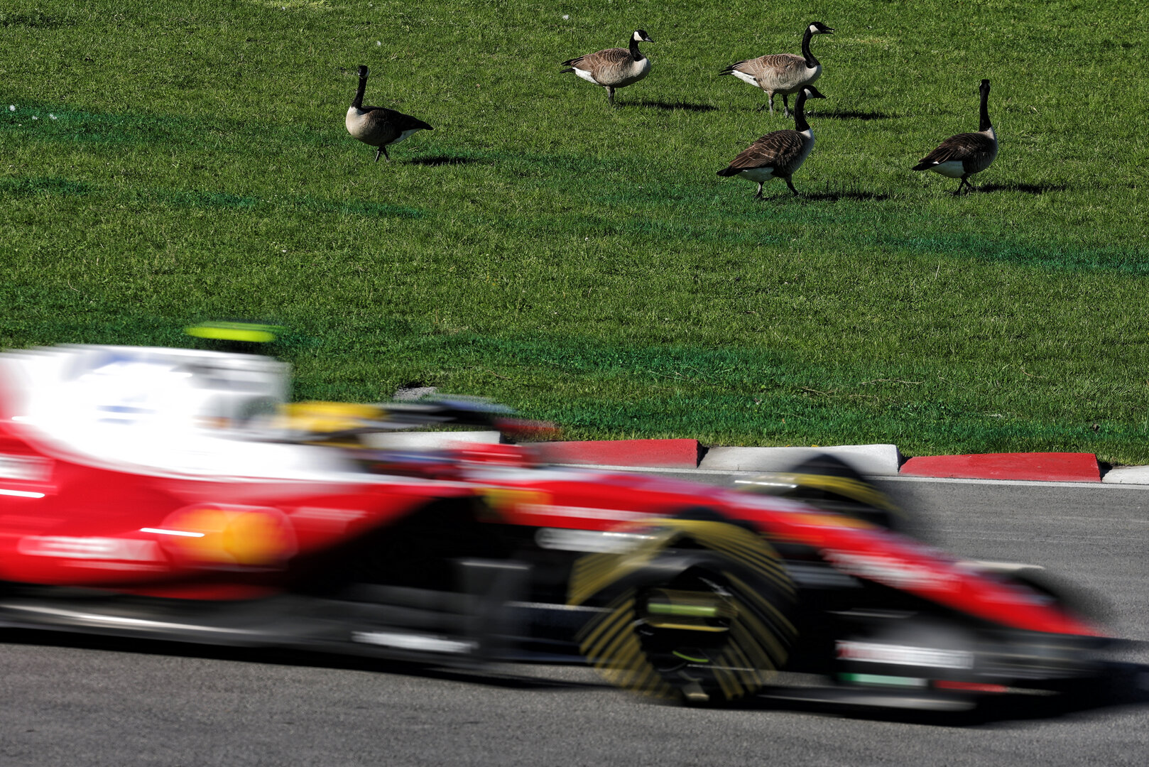 GP CANADA, Lewis Hamilton (GBR) Ferrari SF-26 passes geese trackside.
22.05.2026. Formula 1 World Championship, Rd 5, Canadian Grand Prix, Montreal, Canada, Sprint Qualifiche Day.
- www.xpbimages.com, EMail: requests@xpbimages.com © Copyright: Moy / XPB Images