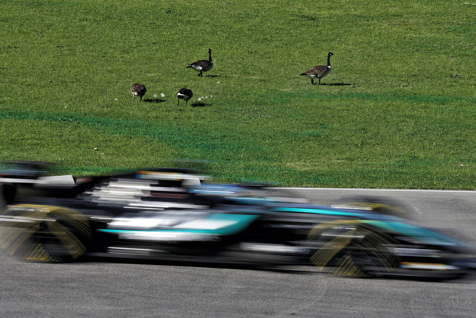GP CANADA, George Russell (GBR) Mercedes AMG Formula One Team W17 passes geese trackside.
22.05.2026. Formula 1 World Championship, Rd 5, Canadian Grand Prix, Montreal, Canada, Sprint Qualifiche Day.
- www.xpbimages.com, EMail: requests@xpbimages.com © Copyright: Moy / XPB Images