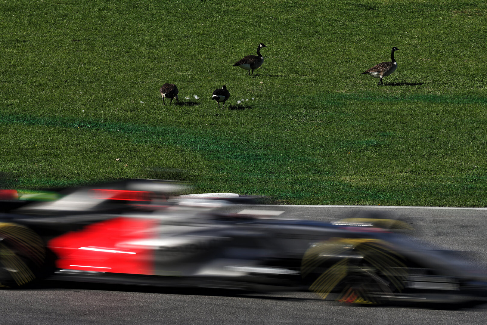 GP CANADA, Nico Hulkenberg (GER) Audi F1 Team R26 passes geese trackside.
22.05.2026. Formula 1 World Championship, Rd 5, Canadian Grand Prix, Montreal, Canada, Sprint Qualifiche Day.
- www.xpbimages.com, EMail: requests@xpbimages.com © Copyright: Moy / XPB Images