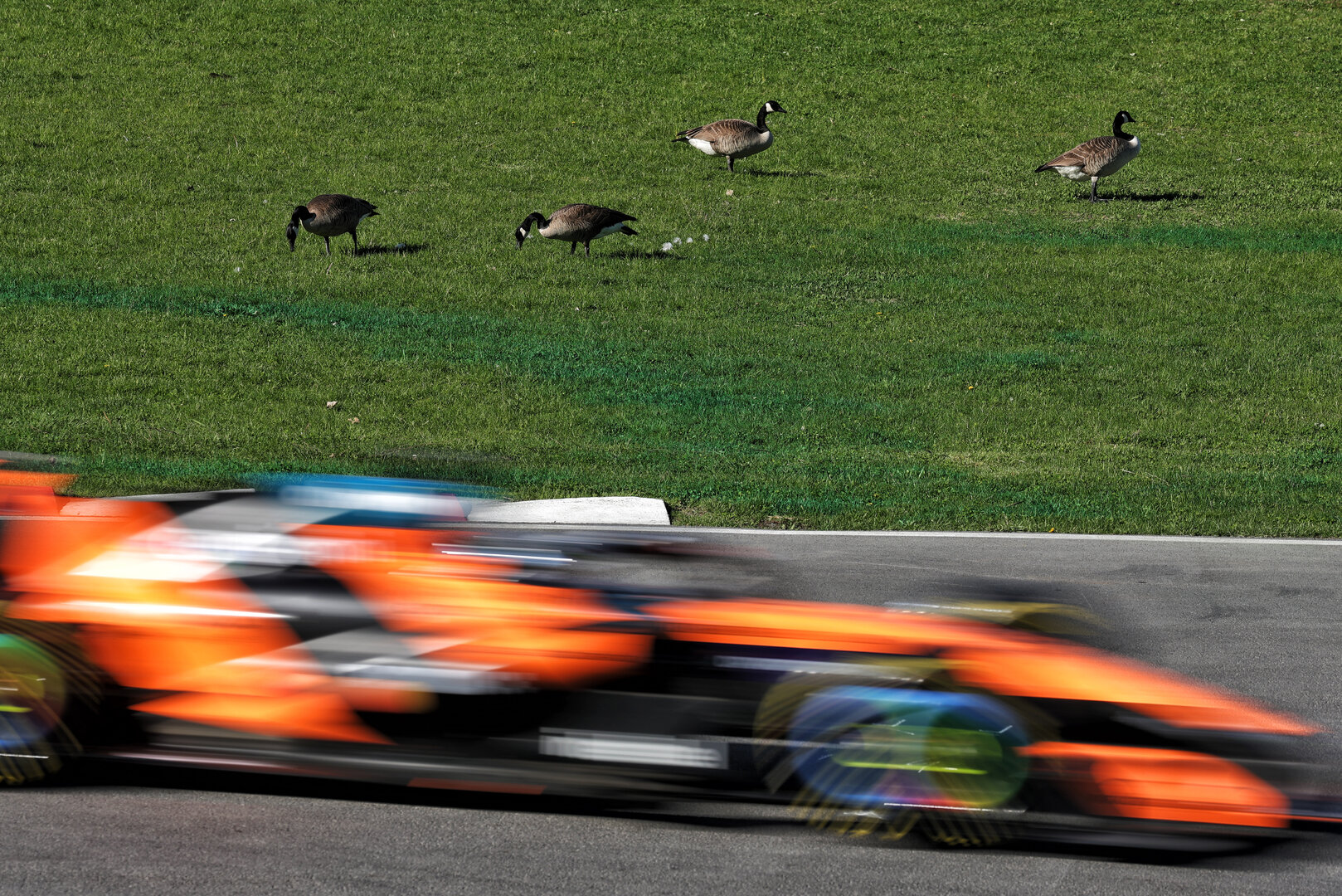 GP CANADA, Oscar Piastri (AUS) McLaren F1 Team MCL40 passes geese trackside.
22.05.2026. Formula 1 World Championship, Rd 5, Canadian Grand Prix, Montreal, Canada, Sprint Qualifiche Day.
- www.xpbimages.com, EMail: requests@xpbimages.com © Copyright: Moy / XPB Images