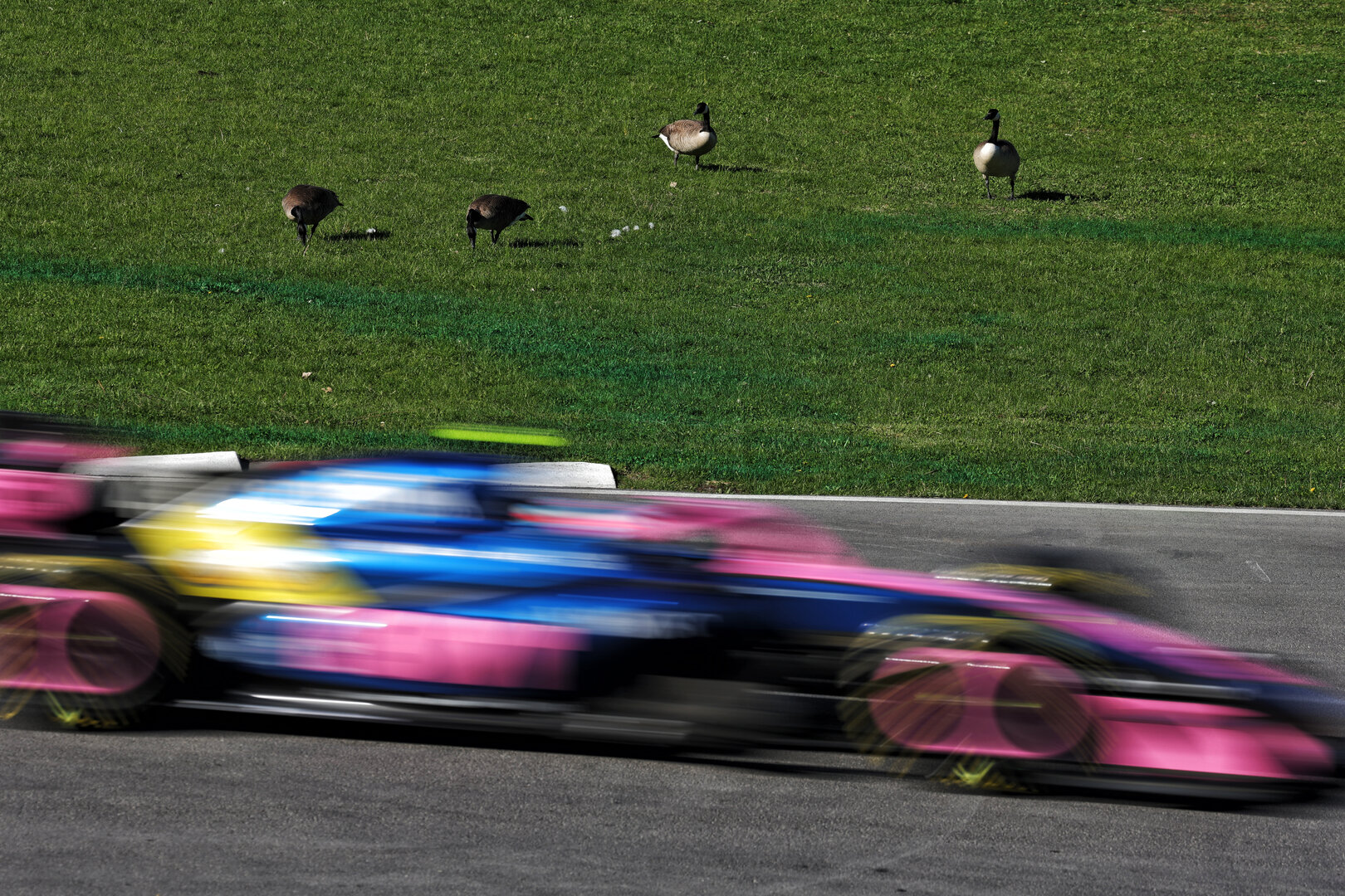 GP CANADA, Franco Colapinto (ARG) Alpine F1 Team A526 passes geese trackside.
22.05.2026. Formula 1 World Championship, Rd 5, Canadian Grand Prix, Montreal, Canada, Sprint Qualifiche Day.
- www.xpbimages.com, EMail: requests@xpbimages.com © Copyright: Moy / XPB Images