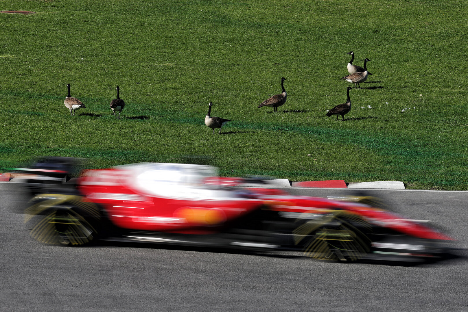 GP CANADA, Charles Leclerc (MON) Ferrari SF-26 passes geese trackside.
22.05.2026. Formula 1 World Championship, Rd 5, Canadian Grand Prix, Montreal, Canada, Sprint Qualifiche Day.
- www.xpbimages.com, EMail: requests@xpbimages.com © Copyright: Moy / XPB Images