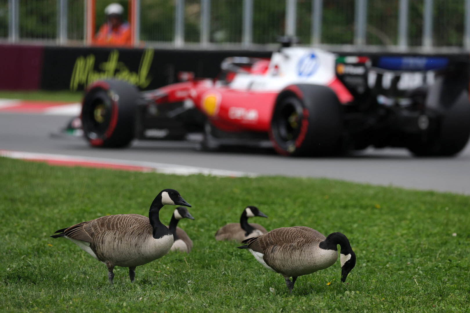 GP CANADA, Charles Leclerc (MON) Ferrari SF-26 passes geese trackside.
23.05.2026. Formula 1 World Championship, Rd 5, Canadian Grand Prix, Montreal, Canada, Sprint e Qualifiche Day.
- www.xpbimages.com, EMail: requests@xpbimages.com © Copyright: Moy / XPB Images