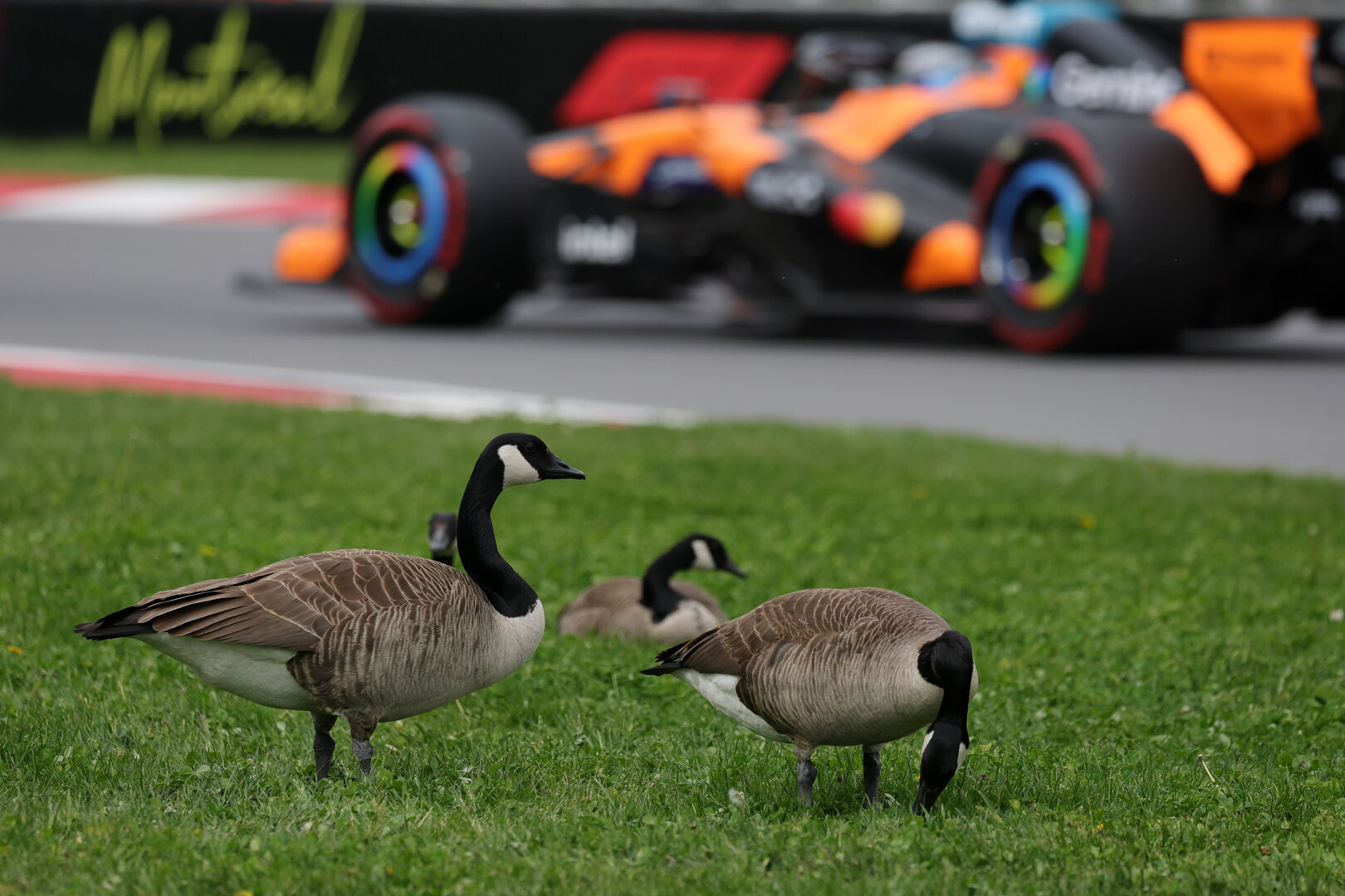 GP CANADA, Oscar Piastri (AUS) McLaren F1 Team MCL40 passes geese trackside.
23.05.2026. Formula 1 World Championship, Rd 5, Canadian Grand Prix, Montreal, Canada, Sprint e Qualifiche Day.
- www.xpbimages.com, EMail: requests@xpbimages.com © Copyright: Moy / XPB Images