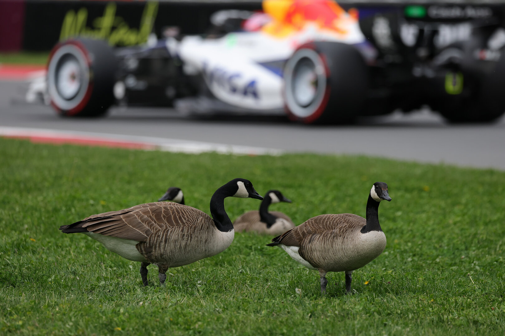 GP CANADA, Liam Lawson (NZL) Racing Bulls Formula One Team VCARB 03 passes geese trackside.
23.05.2026. Formula 1 World Championship, Rd 5, Canadian Grand Prix, Montreal, Canada, Sprint e Qualifiche Day.
- www.xpbimages.com, EMail: requests@xpbimages.com © Copyright: Moy / XPB Images
