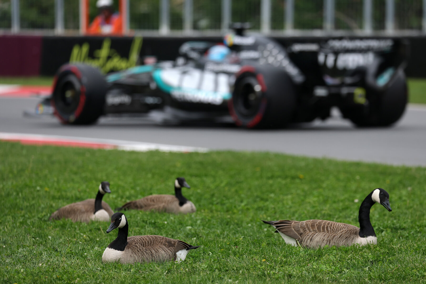 GP CANADA, George Russell (GBR) Mercedes AMG Formula One Team passes geese trackside.
23.05.2026. Formula 1 World Championship, Rd 5, Canadian Grand Prix, Montreal, Canada, Sprint e Qualifiche Day.
- www.xpbimages.com, EMail: requests@xpbimages.com © Copyright: Moy / XPB Images